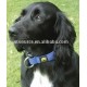 Magnetic Pet collars